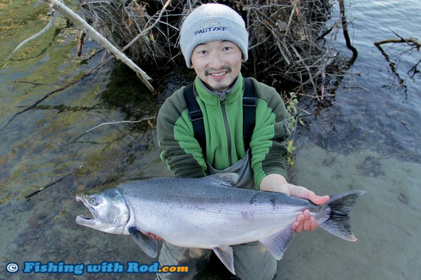 Big Coho Salmon from the Fraser Valley BC