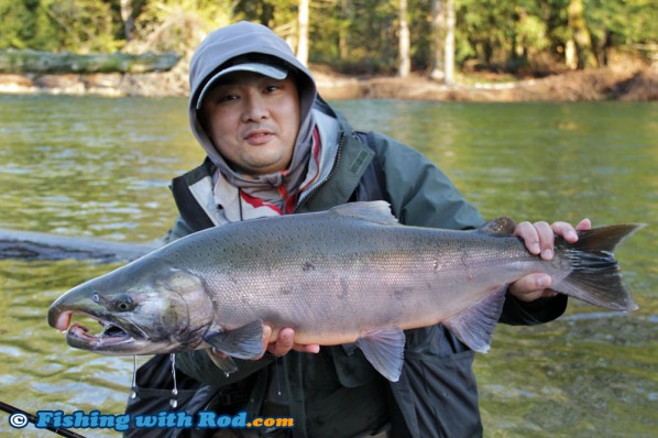 A Big Wild Coho Salmon