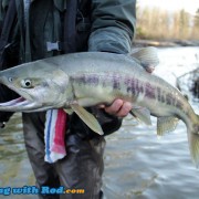 An Exceptionally Small Chum Salmon