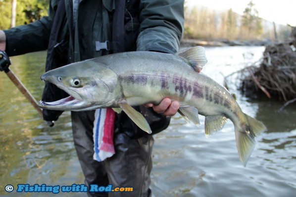 An Exceptionally Small Chum Salmon