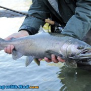 Darker Coho Salmon