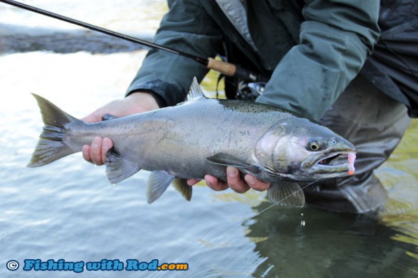 Darker Coho Salmon