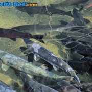 Spawning Coho and Chum Salmon at Hyde Creek