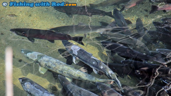 Spawning Coho and Chum Salmon at Hyde Creek