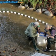 Seining for spawning salmon in Hyde Creek