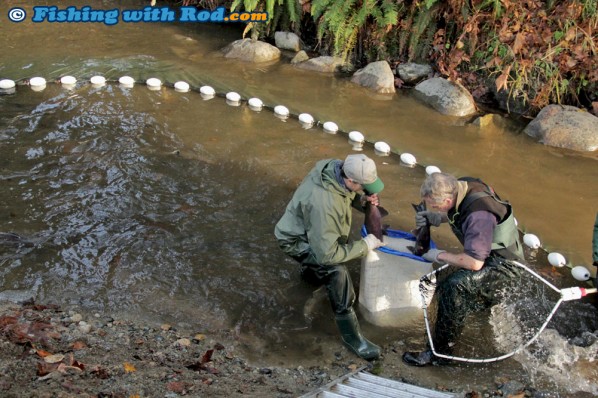 Seining for spawning salmon in Hyde Creek