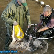 Collecting salmon broodstock at Hyde Creek