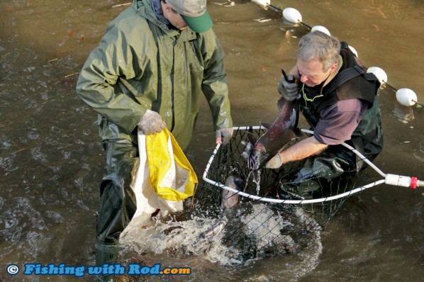 Collecting salmon broodstock at Hyde Creek