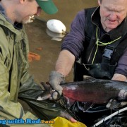 A Coho Salmon in Its Spawning Phase