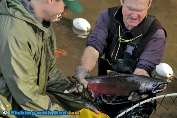 A Coho Salmon in Its Spawning Phase