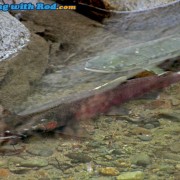 Spawning Salmon Resting Peacefully in Pristine Hyde Creek