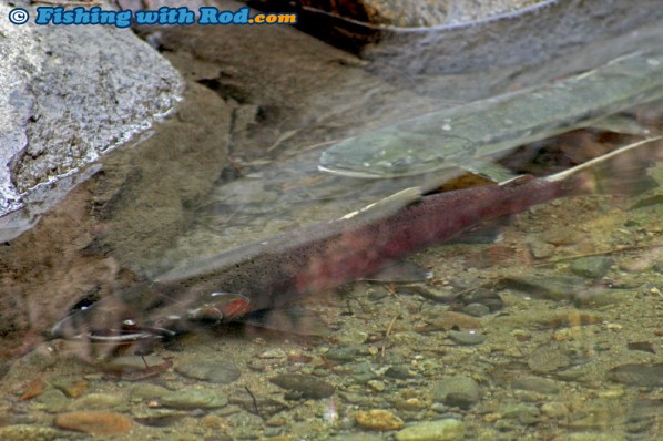 Spawning Salmon Resting Peacefully in Pristine Hyde Creek