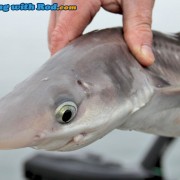 Spiny Dogfish