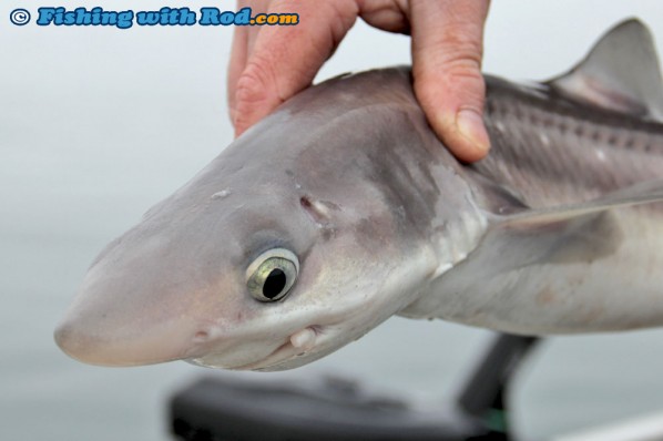 Spiny dogfish