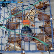 No Shortage of Crab