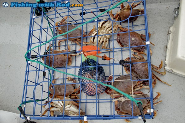 No shortage of crab
