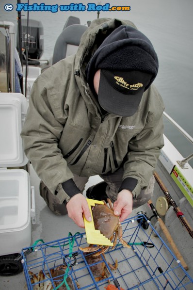 Measuring Crab for Legal Size