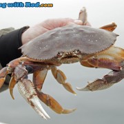 Dungeness Crab