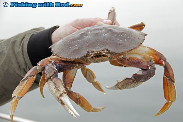 Dungeness Crab