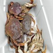 A Good Crab Harvest