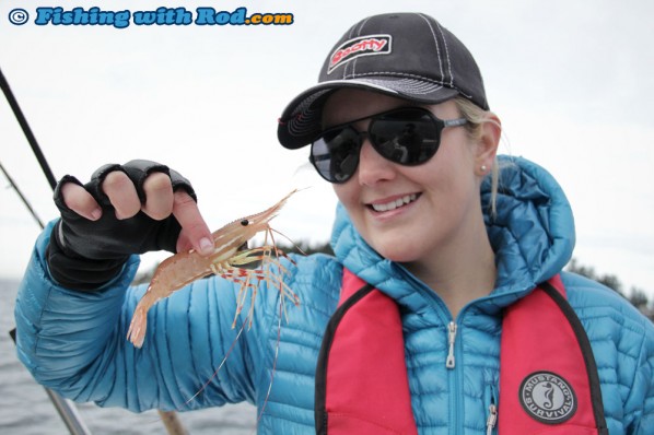 Alex with a Spot Prawn in Vancouver!