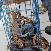 A Cage Full of Dungeness Crabs
