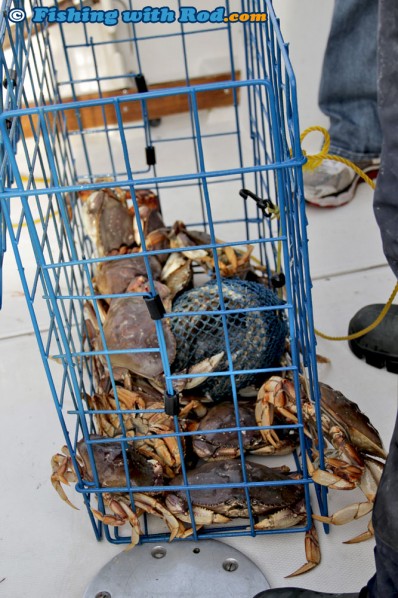 A Cage Full of Dungeness Crabs