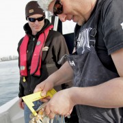 Measuring Dungeness Crabs