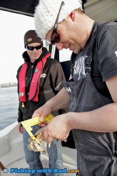 Measuring Dungeness Crabs