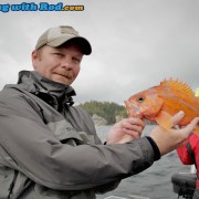 Canary Rockfish