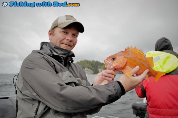 Canary Rockfish