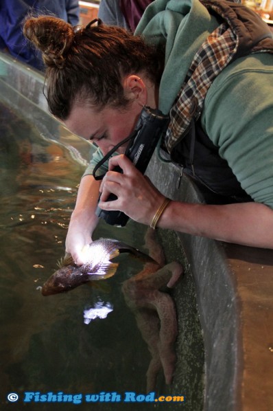 Laura at Ucluelet Aquarium assesses a kelp greenling before releasing it into the tank