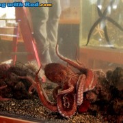 A Giant Pacific Octopus at the Ucluelet Aquarium