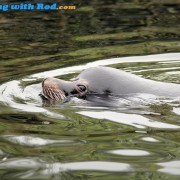 Sea Lion in Ucluelet Harbour