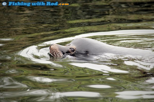 Sea Lion in Ucluelet Harbour