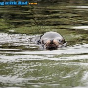 Sea Lion in Ucluelet Harbour