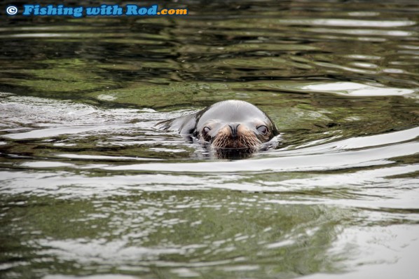 Sea Lion in Ucluelet Harbour