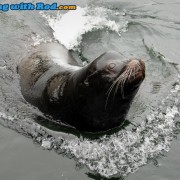 Sea Lion in Ucluelet Harbour