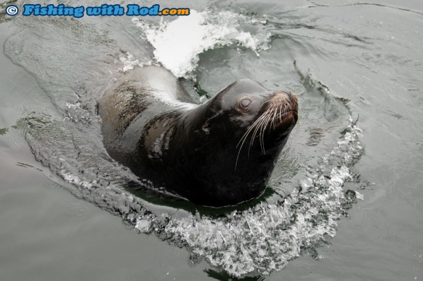 Sea Lion in Ucluelet Harbour