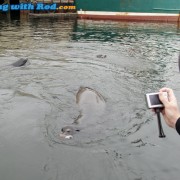 Sea Lions in Ucluelet Harbour