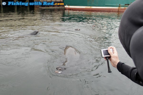 Sea Lions in Ucluelet Harbour