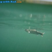 Underwater Trout