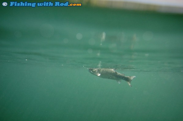 Underwater Trout