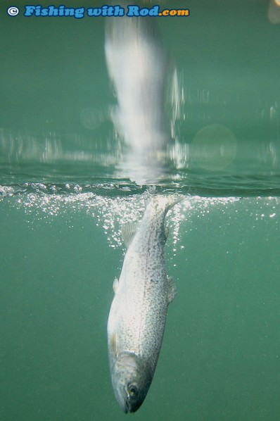 Underwater Trout