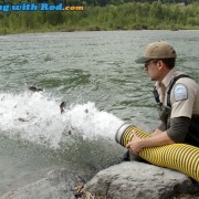 Releasing Juvenile Steelhead into Chilliwack River