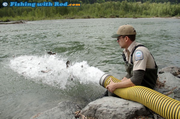 Releasing Juvenile Steelhead into Chilliwack River