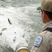 Releasing Juvenile Steelhead into Chilliwack River