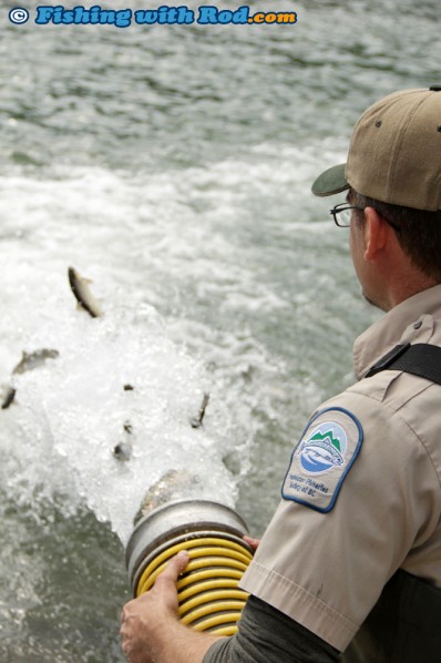 Releasing Juvenile Steelhead into Chilliwack River