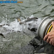 Releasing Juvenile Steelhead into Chilliwack River