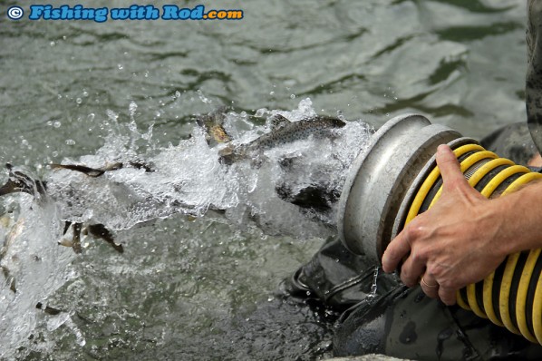 Releasing Juvenile Steelhead into Chilliwack River